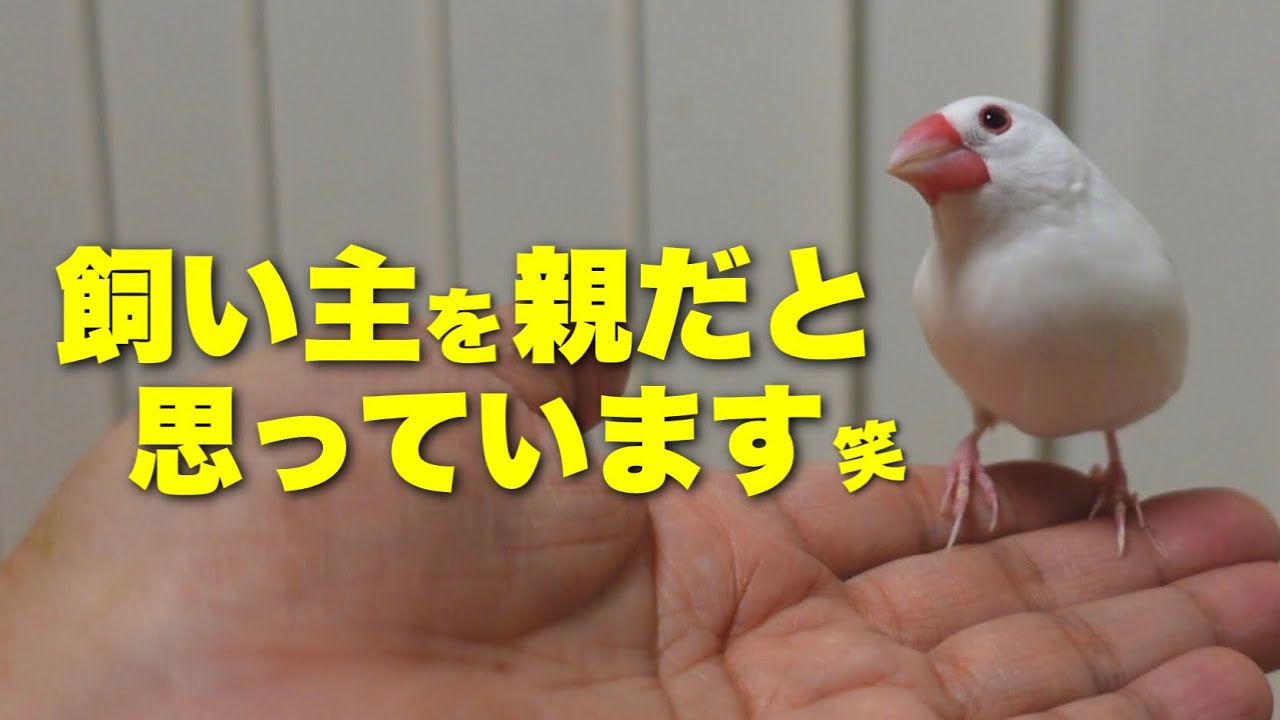 文鳥が親子だと思っている人にだけ見せるしぐさ【４選】