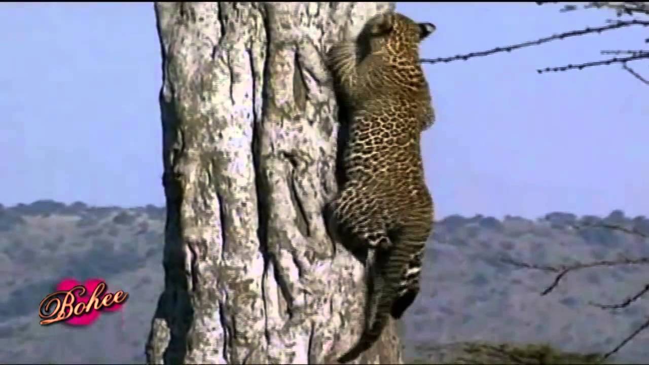 El Leopardo Panthera Pardus Documental Nacimiento y Vida YouTube El Leopardo Panthera Pardus Documental Nacimiento y Vida YouTube