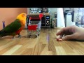 Mickey the Jenday conure tricks (bloopers)