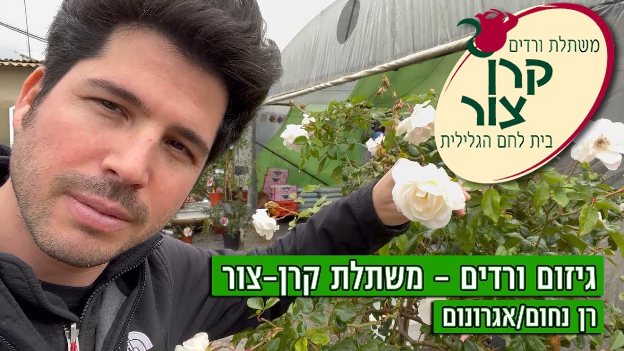 גיזום ורדים - הדרכת משתלת קרן צור
