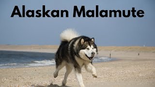 5 Facts About the Alaskan Malamute