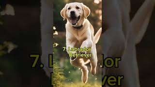 Top 10 Smartest Dog Breeds. #viral #shorts #dog #doglover #smart