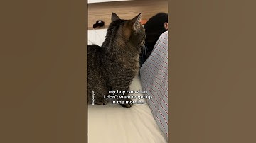 My fluffy alarm clock⏰ #shorts #cat #funny