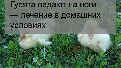 Гусята падают на ноги — лечение в домашних условиях