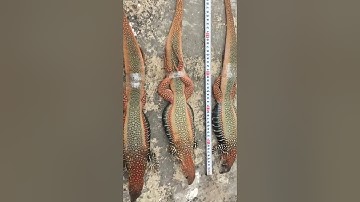 Dông thịt, Dông cát Bình Thuận, Kỳ nhông cát, Dông cát khủng!