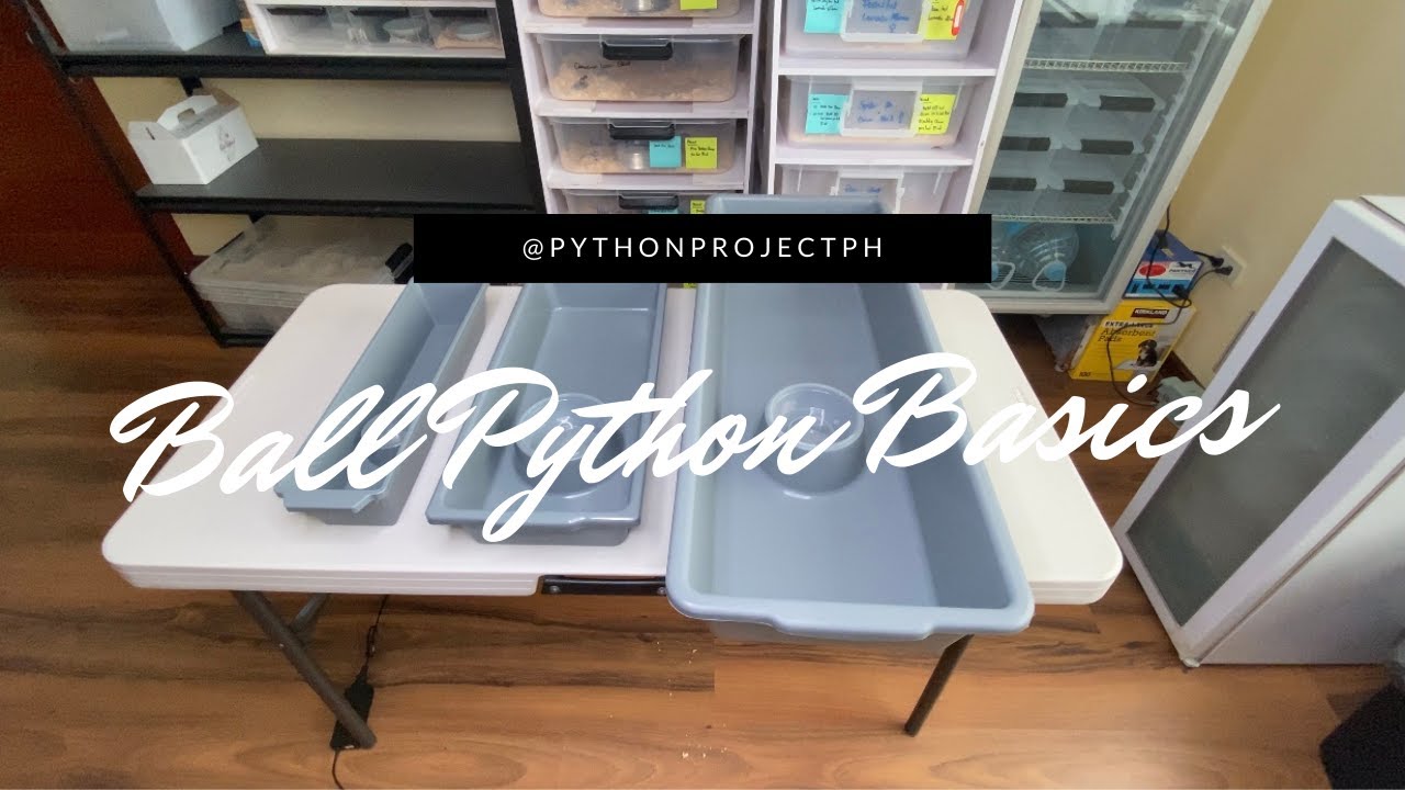 GOOD TUBS FOR BALL PYTHONS Ball Python Basics YouTube