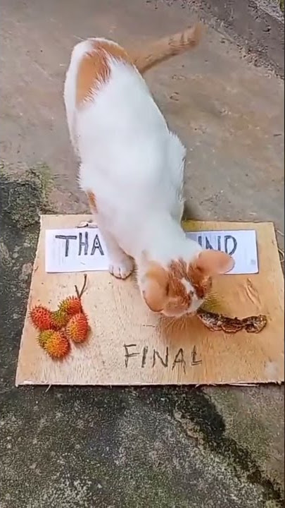 KUCING CERDAS! PREDIKSI THAILAND Vs INDONESIA 😆