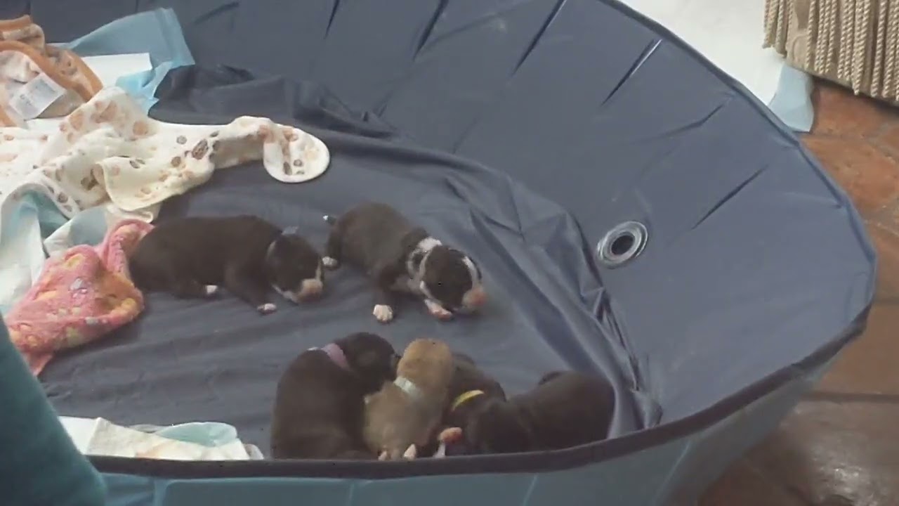 Dumped Mama Watched As FOUR Of Her Pups Stopped Breathing, Now We Need URGENT Help To Stabilize Them