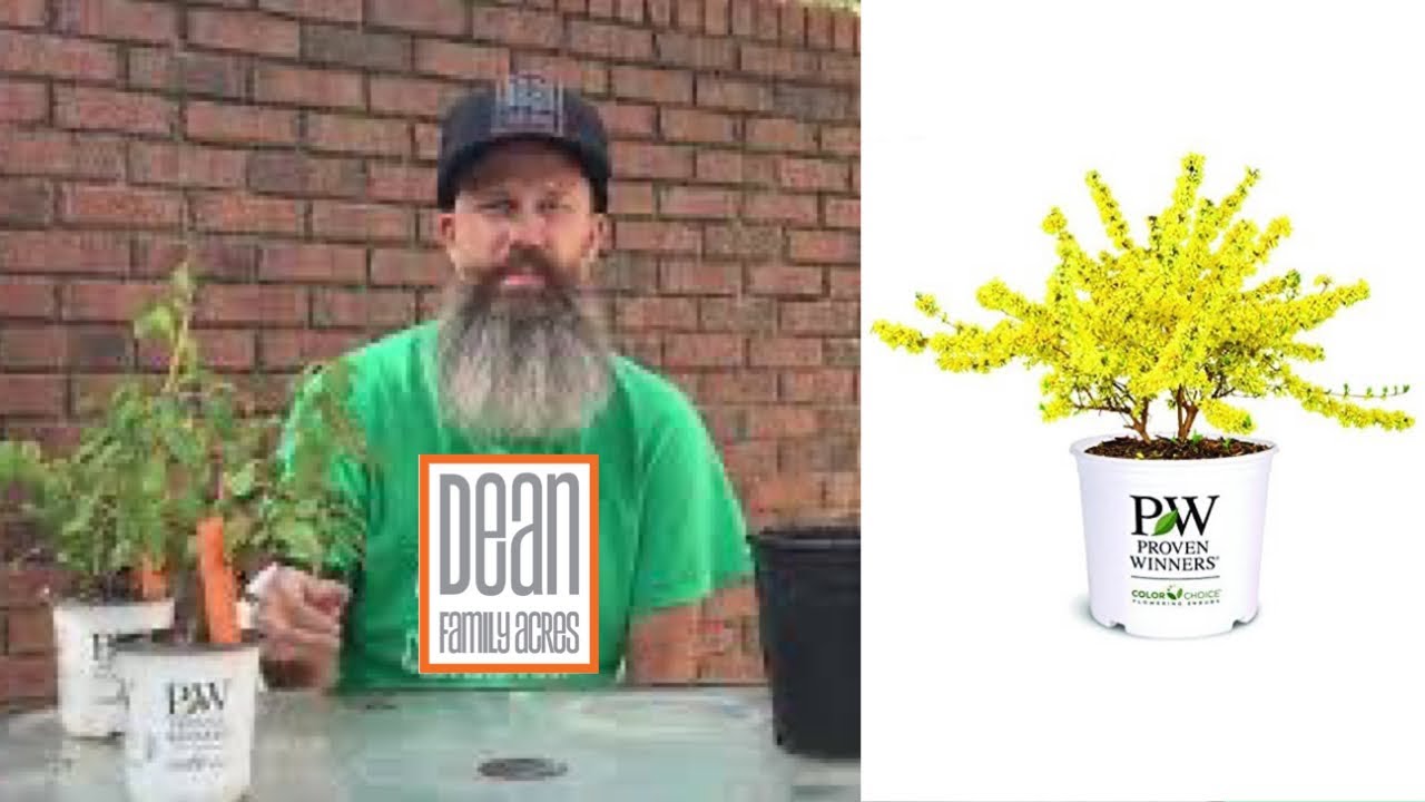 Forsythia Show Off - Up potting - Ep 54 