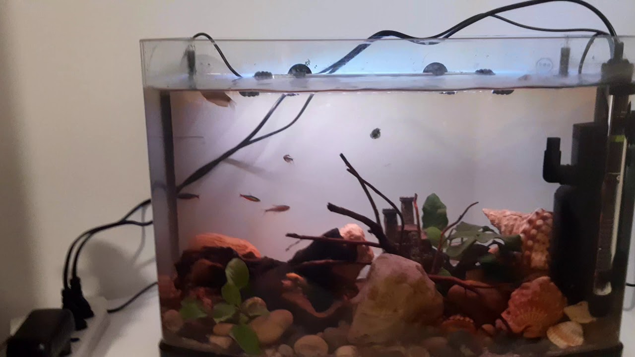 Il mio acquario - YouTube