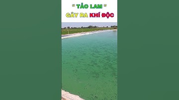 [Nuôi tôm thẻ công nghệ cao] Tảo lam nguyên nhân gây ra khí độc trong nuôi tôm ao bạt | Dr Huy Tôm