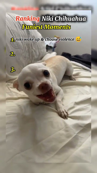 top 3 Niki Chihuahua Funiest Moments (always angers)#niki #chihuahuafanclub #pets #relatable #shorts