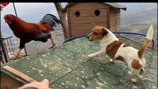JACK RUSSELL PARS REİS’İ TAVUK ÇOBANI YAPTIM