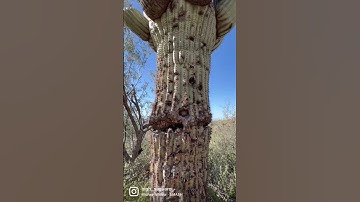 Thumbnail of This Giant Saguaro Cactus is a Survivor