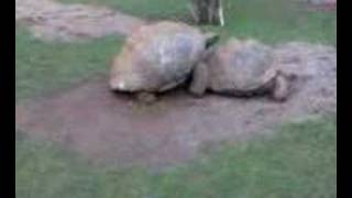 turtle porn