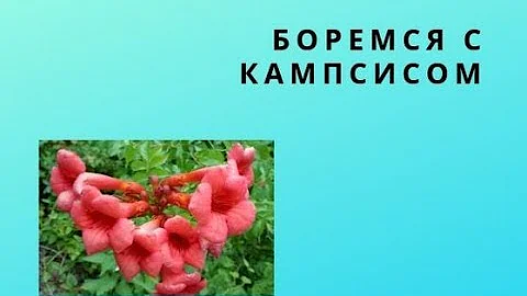 КАМПСИС. КАК И ЗАЧЕМ С НИМ БОРОТЬСЯ?