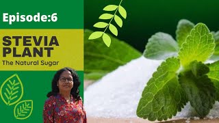 Stevia Plant : know your plant : Episode 6