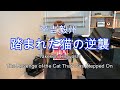 踏まれた猫の逆襲 The Revenge of the Cat That Was Stepped On / 平吉毅州 Takekuni Hirayoshi(ひとことアドバイス解説付き)