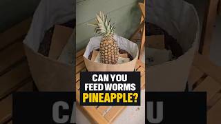 Pineapple for your worms #gardening #biology #compost #wormfarm #vermicomposting #worms
