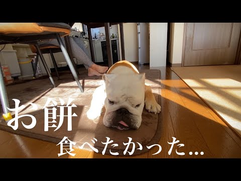 【おはぶる】Yogiboへダイブするブルドッグと、お餅を貰えずスネちゃまになるブルドッグ…それぞれのお正月の過ごし方はこちらw
