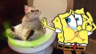 Funny Dogs And Cats Videos 2024 😅 - Best Funniest Animal Videos Of The week | Woa Doodland