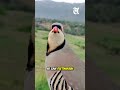 AI Is Decoding Bird Language! Scientists May Finally Understand Birds