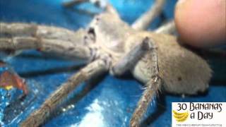 BIG SPIDER ATTACKS DADDY! response with BIG SPIDER MASSAGE TIME!  #329