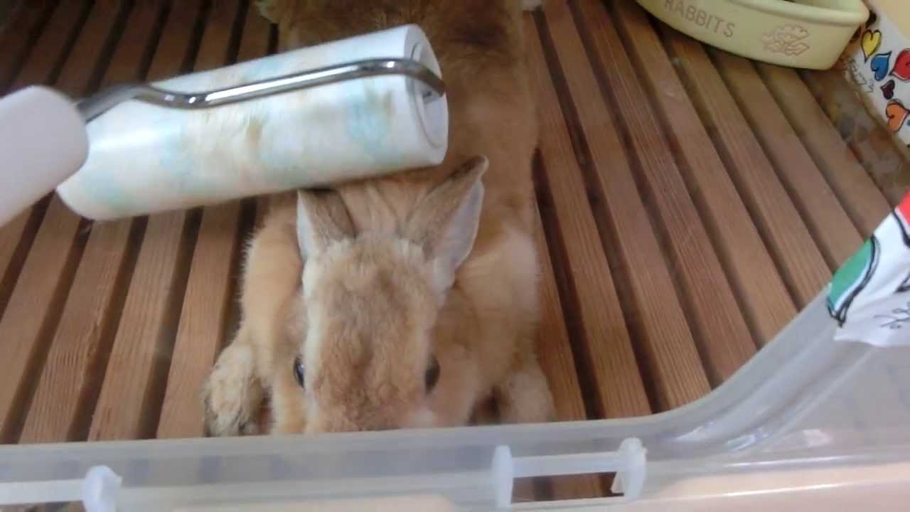 コロコロが気持ちよくなってきたうさぎ】 My rabbit - YouTube