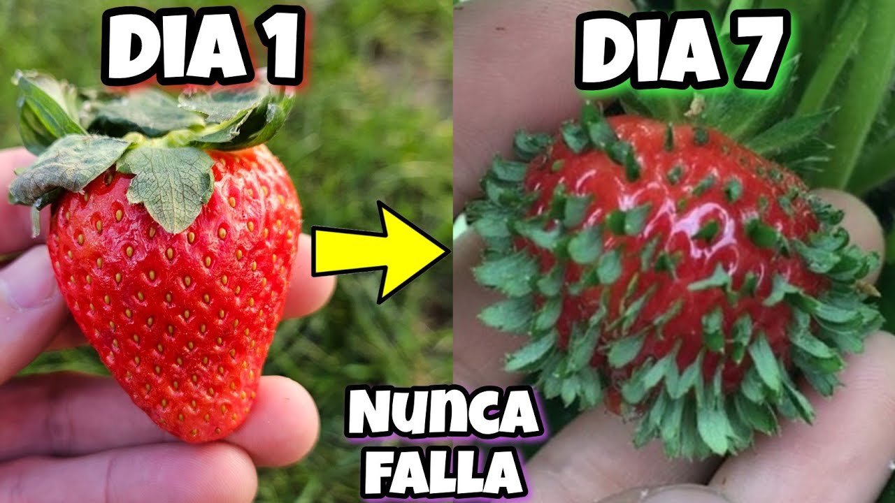 MILES de Plantas de FRESA en 7 Días! Germinar Fresas de Supermercado (Plantar y Sembrar frutillas)