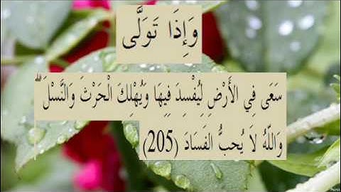القران الكريم سورة البقرة الاية 205