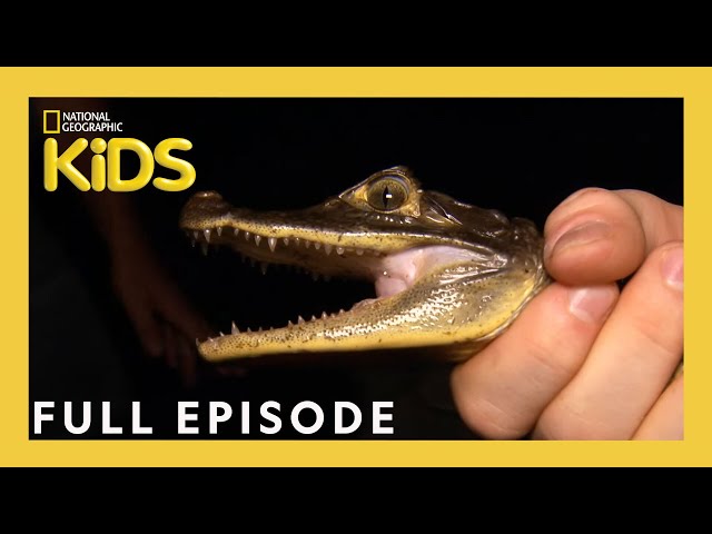 Animal Invaders | Weird But True! | S1 E10 | Full Episode | @natgeokids class=