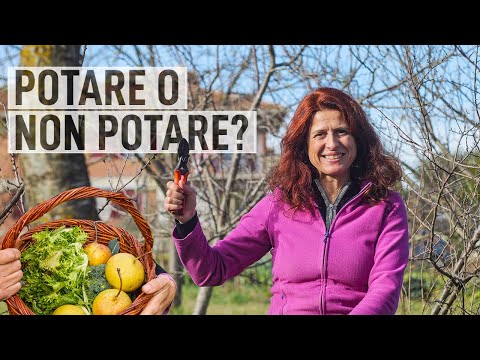 POTARE il PERO, come e quando farlo 🍐