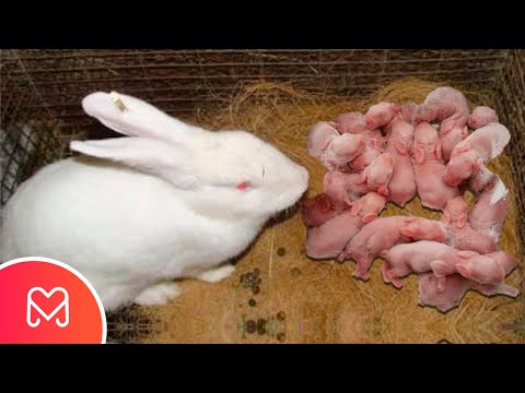 Vídeo: O coelho fechou?