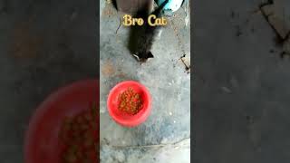 Uting Kucing Kampung Memperkenalkan Dry Food Kepada Anak Kucing Kampung Yang Comel Bro Cat