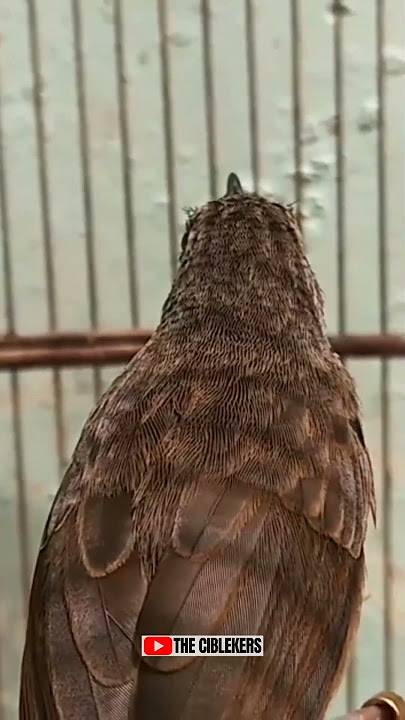 ADU TEMBAKAN CIGUN VS CISEM‼️ #ciblekgunungngebren #cigungacor