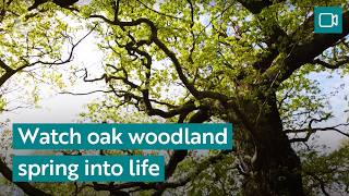 Watch Ancient Oak Woodland Spring Into Life Rspb Nature Breaks