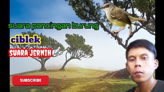 suara pancingan burung ciblek di jamin kan nyaut