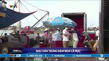 Ngư dân trúng đậm mùa cá nục | VTVWDB