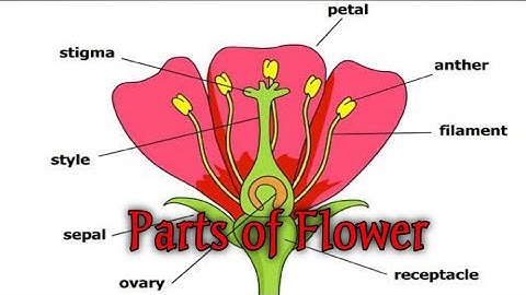 Structure of flower - Getting to know plants NCERT class 6 Science (part 7)