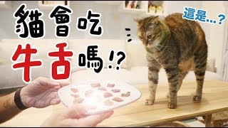 【黃阿瑪的後宮生活】貓會吃牛舌嗎?