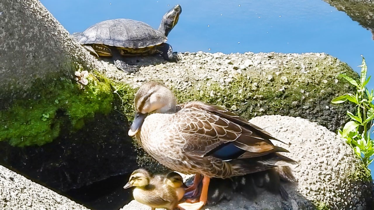 Duck Family 0514G🦆寝床にカメが来た！カワセミが魚捕食。バン親子