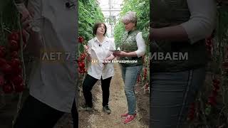 Лучшие сорта крупноплодных томатов для выращивания в открытом грунте и теплице. Сибирская серия.