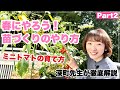【春の家庭菜園】野菜の苗作りに挑戦しよう！簡単なのはミニトマト