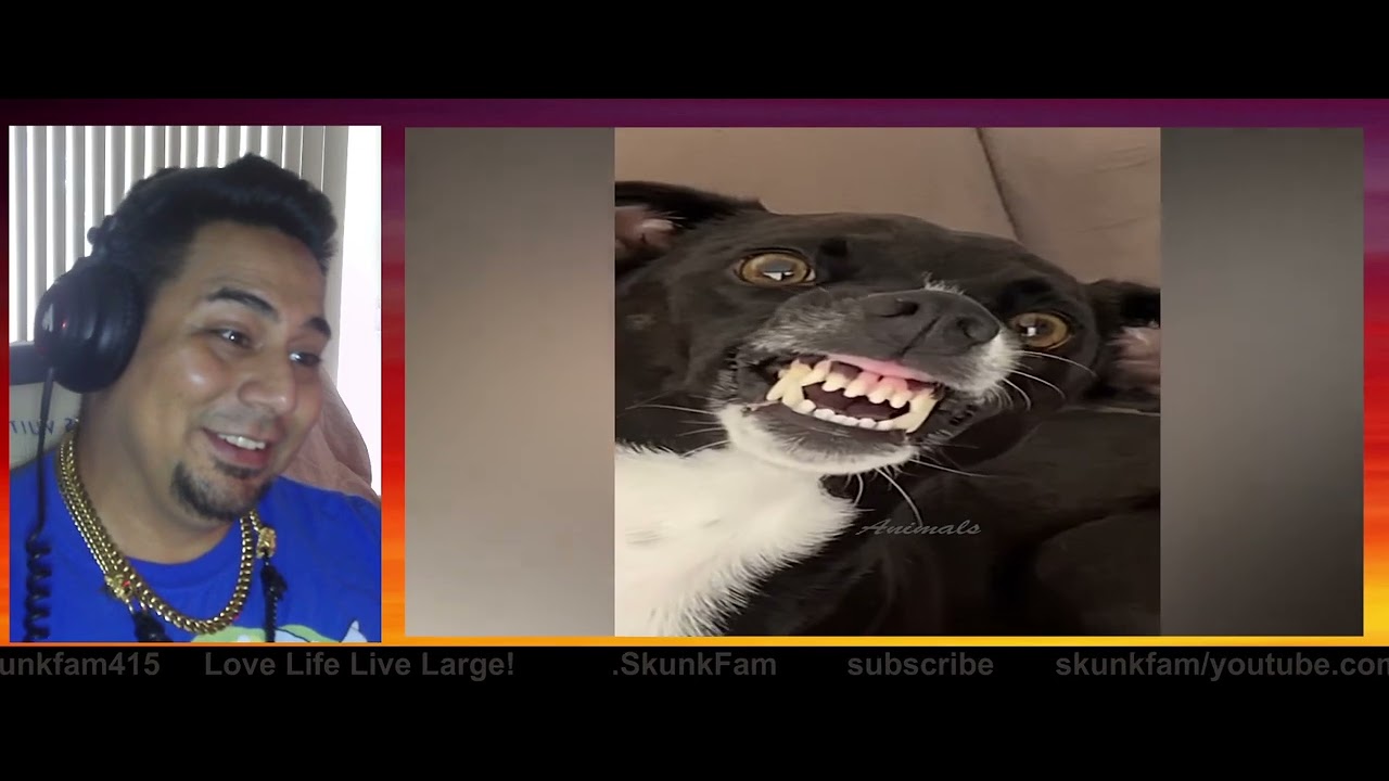 Funniest Animal Vids 2024 Videos Replay now! 