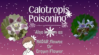 What is Calotropis Poisoning? | Calotropis Gigantea, Calotropis Procera