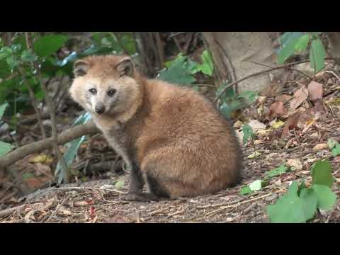野生の タヌキ (山口県下関市 巌流島) 2019年12月3日