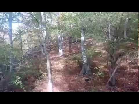 საგარეჯოს მუნიციპალიტეტში, საცხოვრებელ სახლის ეზოში ნაპოვნი შველი ცივ-გომბორის ტყეში გაუშვეს.