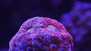 Echinata