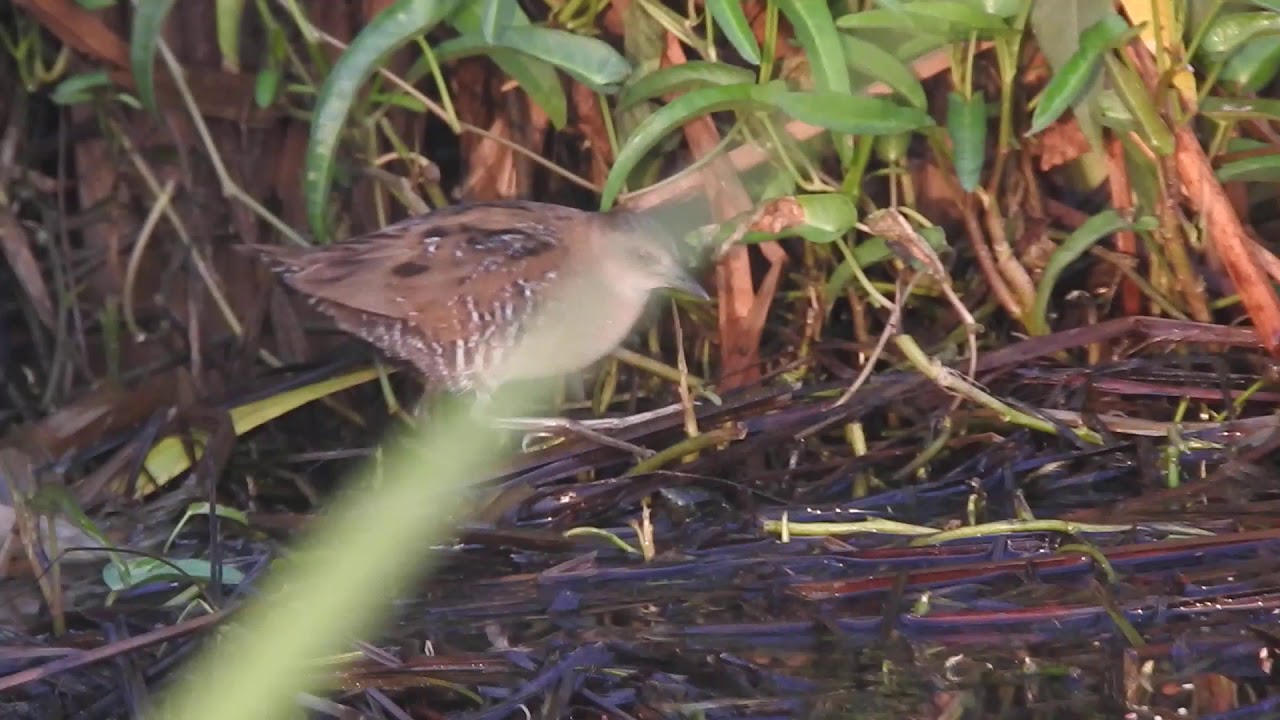 Baillon's Crake in Gujarat 