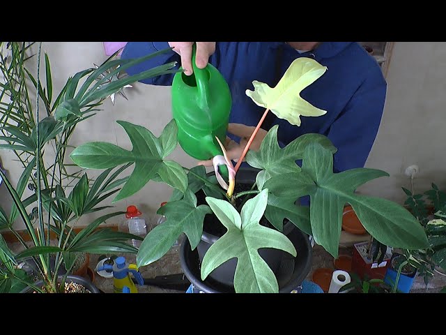Wie vermehre ich Philodendron Florida Ghost? Jetzt geht es nach dem  Bewurzeln weiter - YouTube